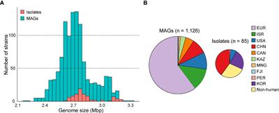 A thousand metagenome-assembled genomes of Akkermansia reveal phylogroups and geographical and functional variations in the human gut